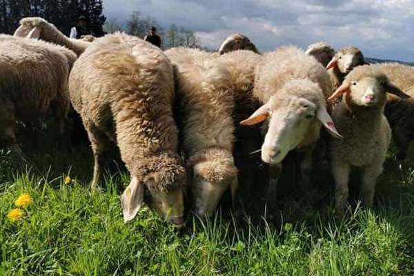 فروش خوراک دام گوسفندی + قیمت خرید  صرفه